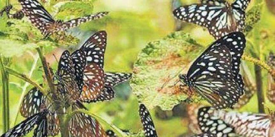 ಆಕರ್ಷಕ ಚಿಟ್ಟೆಗಳ ಸುಂದರ ಚಿತ್ತಾರ: ನವೆಂಬರ್ 7 ರಿಂದ ಬಟರ್ ಪ್ಲೈ ಫೆಸ್ಟಿವಲ್