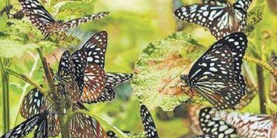 ಆಕರ್ಷಕ ಚಿಟ್ಟೆಗಳ ಸುಂದರ ಚಿತ್ತಾರ: ನವೆಂಬರ್ 7 ರಿಂದ ಬಟರ್ ಪ್ಲೈ ಫೆಸ್ಟಿವಲ್