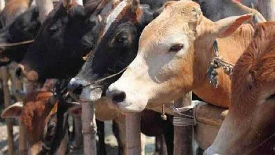 ವಿಧಾನ ಸಭೆಯಲ್ಲಿ ಗೋ ಹತ್ಯೆ ನಿಷೇಧ ಮಸೂದೆ ಅಂಗೀಕಾರ: ಕಾನೂನು ಏನು ಹೇಳುತ್ತದೆ, ಶಿಕ್ಷೆ ಏನು?