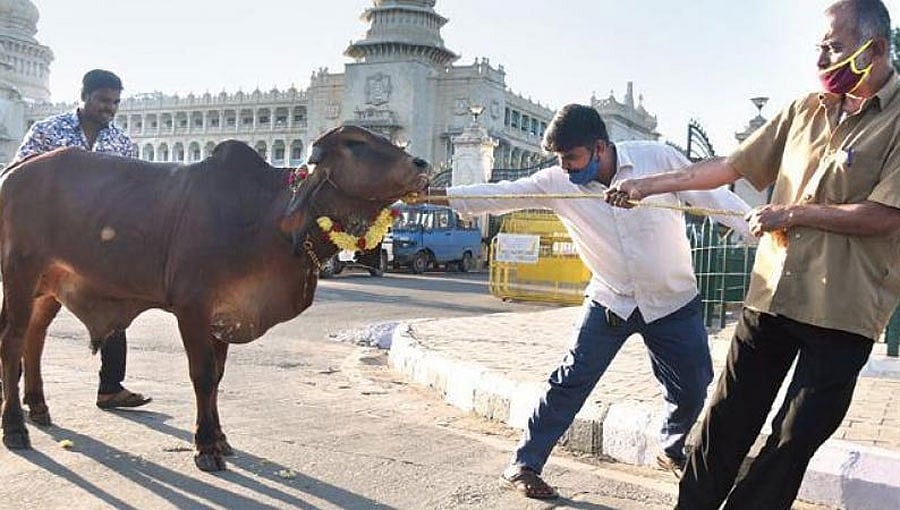 ಗೋ ಹತ್ಯೆ ನಿಷೇಧ: ಲೆದರ್, ಮಾಂಸ ಮಾರುಕಟ್ಟೆಗೆ ಹೊಸ ತಲೆನೋವು!