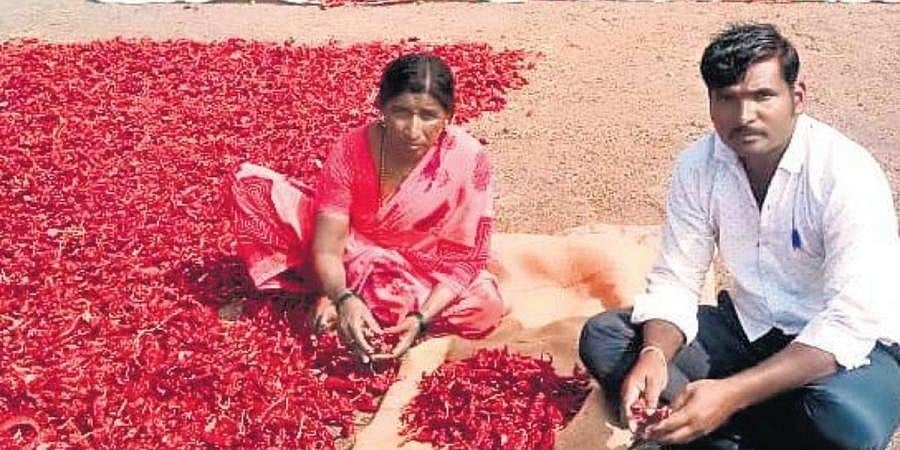 ಸವದಿ ಮೆಣಸಿನಕಾಯಿ ಬೆಳೆಗಾರರಿಗೆ ಬಂಪರ್ ಬೆಲೆ: ಪ್ರತಿ ಕ್ವಿಂಟಾಲ್ ಗೆ 41 ಸಾವಿರ ರು.!