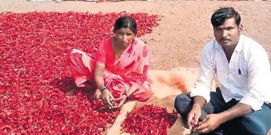 ಸವದಿ ಮೆಣಸಿನಕಾಯಿ ಬೆಳೆಗಾರರಿಗೆ ಬಂಪರ್ ಬೆಲೆ: ಪ್ರತಿ ಕ್ವಿಂಟಾಲ್ ಗೆ 41 ಸಾವಿರ ರು.!