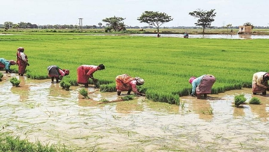 ಇಂದು ರಾಷ್ಟ್ರೀಯ ರೈತ ದಿನ: ಆಚರಣೆ ಏಕೆ, ಏನಿದರ ಮಹತ್ವ?