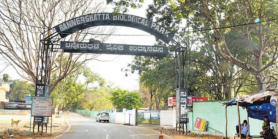 ಬೆಂಗಳೂರು: ಬನ್ನೇರುಘಟ್ಟದಲ್ಲಿ ತಿಂಗಳಾಂತ್ಯಕ್ಕೆ ಚಿರತೆ ಸಫಾರಿ ಆರಂಭ!