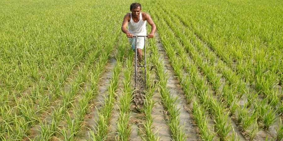 2012-13 ಮತ್ತು 2016-17 ಅವಧಿಯಲ್ಲಿ ರೈತರ ಆದಾಯ ಕೇವಲ 2,505 ರೂಪಾಯಿ ಏರಿಕೆ 