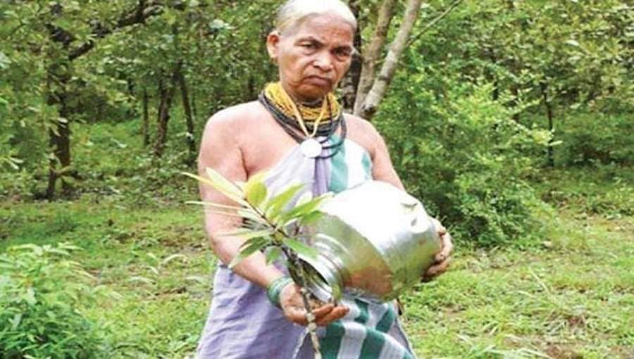 ಬರಡು ನೆಲದಲ್ಲಿ ಹಸಿರು ಬೆಳೆಸಿದ 'ವೃಕ್ಷ ದೇವಿ' ತುಳಸಿ ಗೌಡ 
