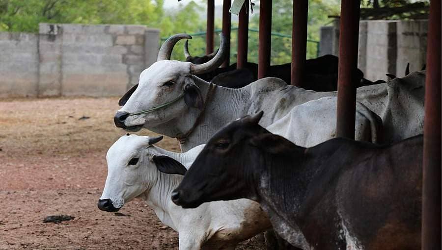 ಮುಜರಾಯಿ ದೇವಾಲಯಗಳಲ್ಲಿ ಗೋಶಾಲೆ ನಿರ್ಮಿಸಲು ಕ್ರಮ: ಮುಜರಾಯಿ ಸಚಿವ ಕೋಟಾ ಶ್ರೀನಿವಾಸ್