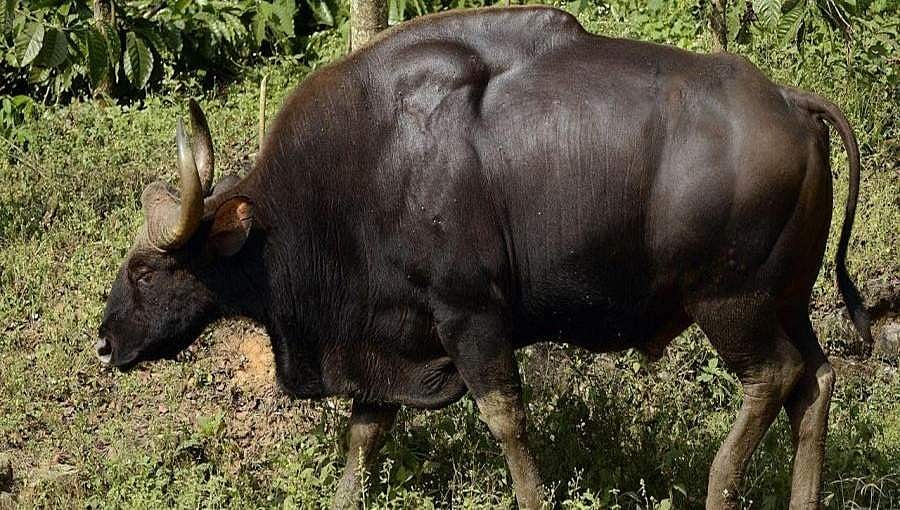 ಬೆಳಗಾವಿ: ಆಕಸ್ಮಿಕವಾಗಿ ಬಾವಿಗೆ ಬಿದ್ದು ಮೃತಪಟ್ಟಿದ್ದ ಕಾಡು ಕೋಣವನ್ನು ಹೊರತೆಗೆದ ಅರಣ್ಯ ಸಿಬ್ಬಂದಿ!