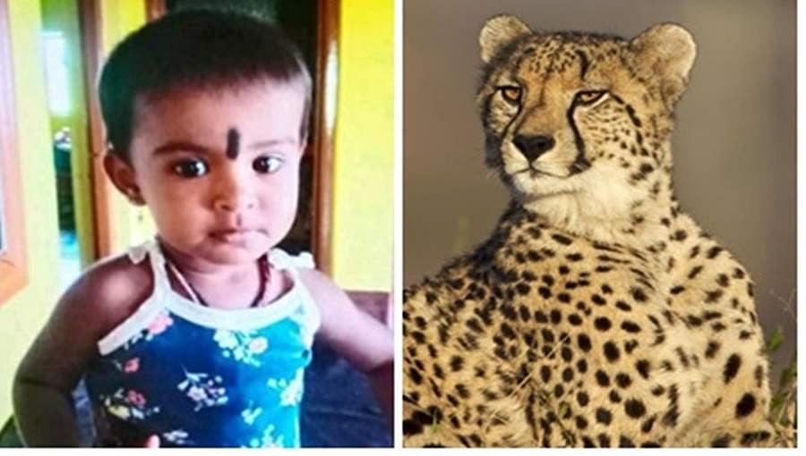 ತುಮಕೂರು: ಎರಡೂವರೆ ವರ್ಷದ ಮಗುವನ್ನು ಕೊಂದಿದ್ದ ಚಿರತೆ ಸೆರೆ