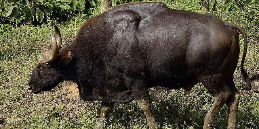 ಬೆಳಗಾವಿ: ರೈಲಿಗೆ ಸಿಕ್ಕಿ ಕಾಡುಕೋಣಗಳ ದುರ್ಮರಣ