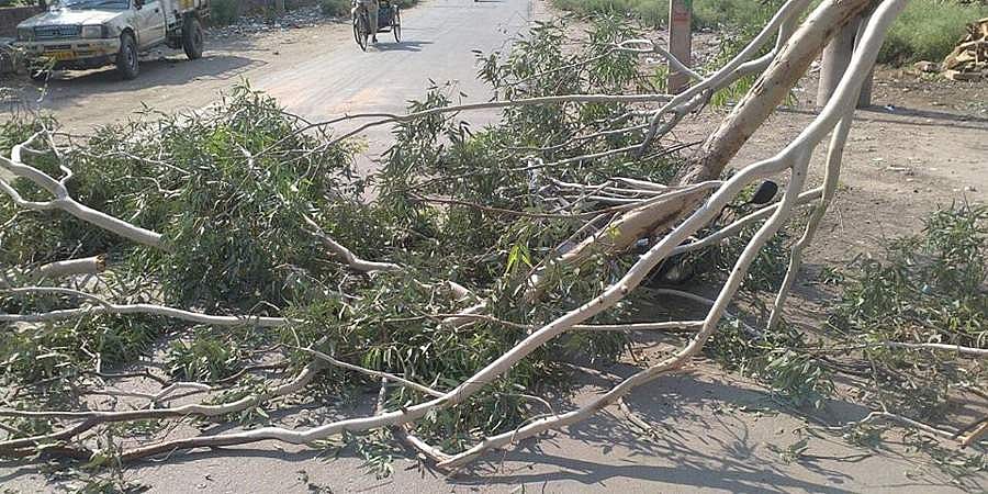 ಬೆಂಗಳೂರು: ಒಣ ಮರದ ಕೊಂಬೆ ಬಿದ್ದು ಬಾಲಕಿ ಗಂಭೀರ