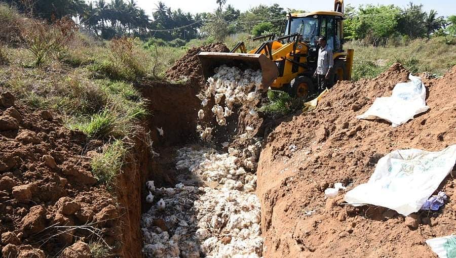 ಮೈಸೂರಿನಲ್ಲಿ ಹಕ್ಕಿ ಜ್ವರ ಎರಡು ಪ್ರಕರಣ ದೃಢ: ಕುಂಬಾರಕೊಪ್ಪಲಿನ 10 ಕಿ.ಮೀ ವ್ಯಾಪ್ತಿಯಲ್ಲಿ ಕೋಳಿ ಮಾರಾಟ ನಿಷೇಧ