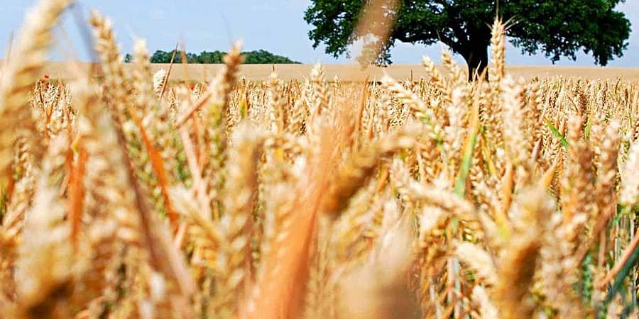 ಪಂಜಾಬ್ ನಲ್ಲಿ 607 ಕೋಟಿ ರೂಪಾಯಿ ಮೌಲ್ಯದ ಗೋಧಿಗೆ ಹಾನಿ!