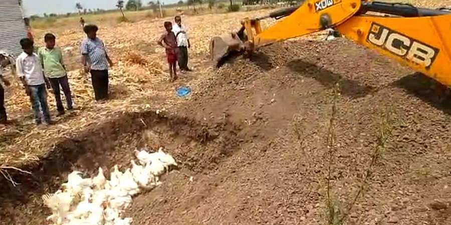 ಕೊರೋನಾ ಎಫೆಕ್ಟ್: ಬೆಳಗಾವಿಯಲ್ಲಿ 5 ಲಕ್ಷ ರೂ. ಬೆಲೆಯ 2 ಸಾವಿರ ಕೋಳಿಗಳ ಜೀವಂತ ಸಮಾಧಿ!