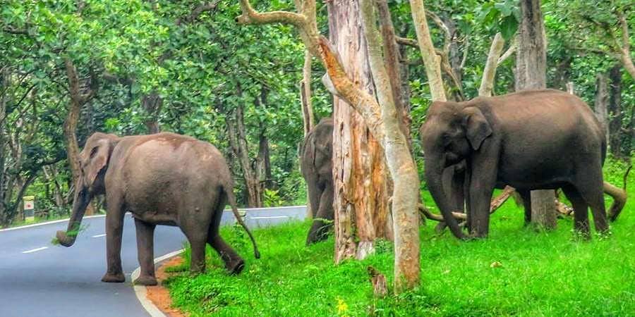 ಪಂಜರದೊಳಗೆ ಮನುಜ ಕುಲ… ಕಾಡಿನ ಹೆದ್ದಾರಿಗಳಲ್ಲಿ ನಿರಾತಂಕವಾಗಿ ಓಡಾಡ್ತಿವೆ ಪ್ರಾಣಿ ಸಂಕುಲ!