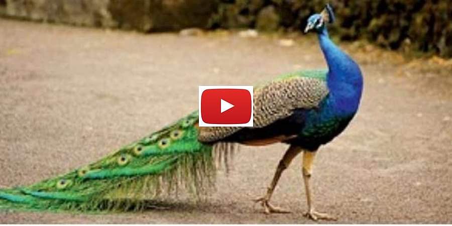 ಕೊರೋನಾ ಲಾಕ್ ಡೌನ್: ಬಂಧನದಲ್ಲಿ ಮನುಷ್ಯ, ಕಾಂಕ್ರಿಟ್ ಕಾಡು ಬೆಂಗಳೂರಲ್ಲಿ ನವಿಲುಗಳ ಸ್ವಚ್ಛಂಧ ಓಡಾಟ- ವಿಡಿಯೋ
