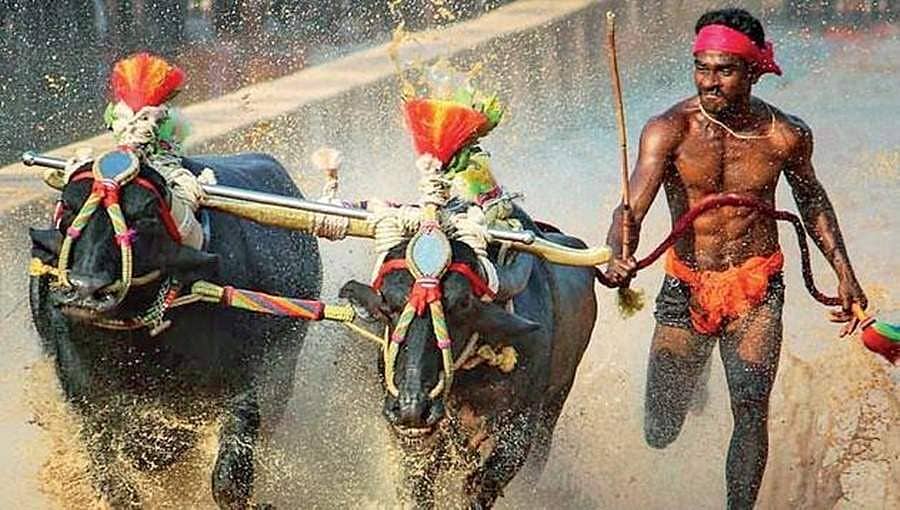 ಯುಗಾದಿಯಂದು ಕಂಬಳ ಸಿನಿಮಾ ಶೂಟಿಂಗ್ ಆರಂಭ