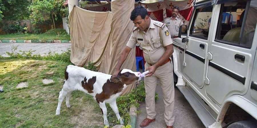 ಕಾರಿನಲ್ಲಿ ಸಾಗಿಸುತ್ತಿದ್ದ ಕರು ರಕ್ಷಣೆ: ’ಭೀಮ’ನಿಗೆ ಬೈಯ್ಯಪ್ಪನಹಳ್ಳಿ ಪೊಲೀಸ್ ಠಾಣೆಯಲ್ಲೇ ಆರೈಕೆ!