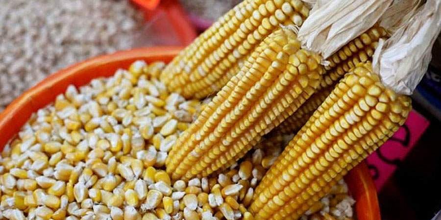 ರೈತರಿಗೆ ಸಿಹಿಸುದ್ದಿ ನೀಡಿದ ರಾಜ್ಯ ಸರ್ಕಾರ; ಮೆಕ್ಕೆಜೋಳ ಖರೀದಿ ಮಿತಿ 50 ಕ್ವಿಂಟಾಲ್ಗೆ ಹೆಚ್ಚಳ