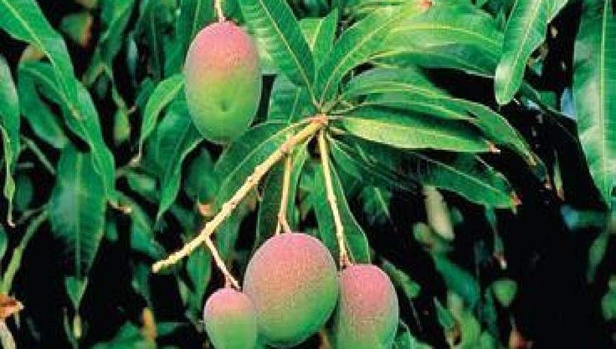 ಲಾಕ್ ಡೌನ್ ಹಿನ್ನೆಲೆ: ಮುಂಬಯಿಗೆ ಶಿವಮೊಗ್ಗ ಮಾವಿನ ಹಣ್ಣು ರವಾನೆ