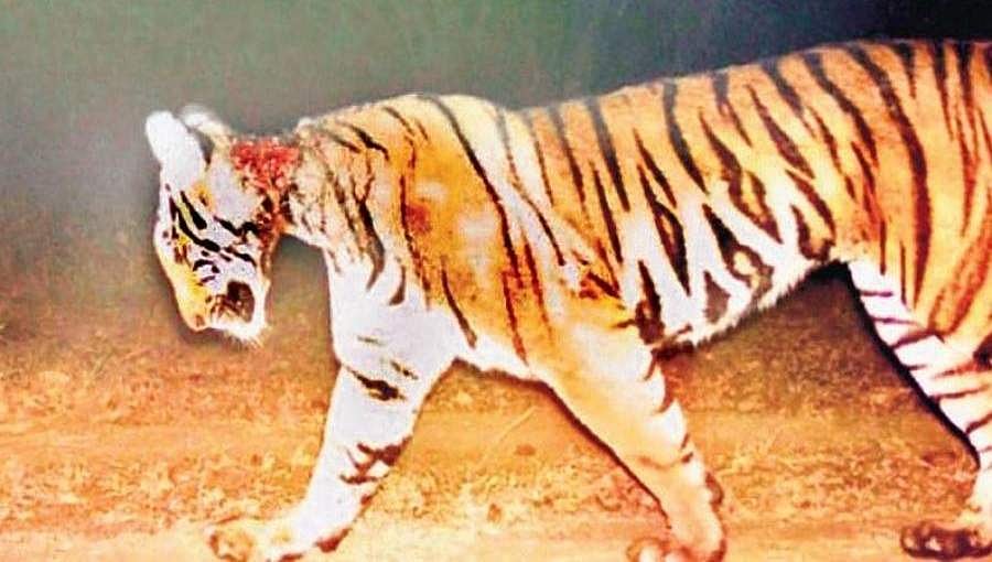 ಬಂಡೀಪುರದಲ್ಲಿ ಹೆಣ್ಣು ಹುಲಿಯ ಸಾವು ಅಸ್ವಾಭಾವಿಕ: ಕೇರಳ-ಕರ್ನಾಟಕ ಸರ್ಕಾರದಿಂದ ತನಿಖೆ