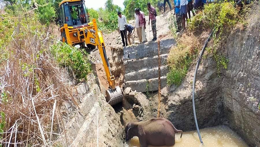 ಚಾಮರಾಜನಗರ: ಆಕಸ್ಮಿಕವಾಗಿ ತೆರೆದ ಬಾವಿಗೆ ಬಿದ್ದಿದ್ದ ಕಾಡಾನೆ ರಕ್ಷಣೆ