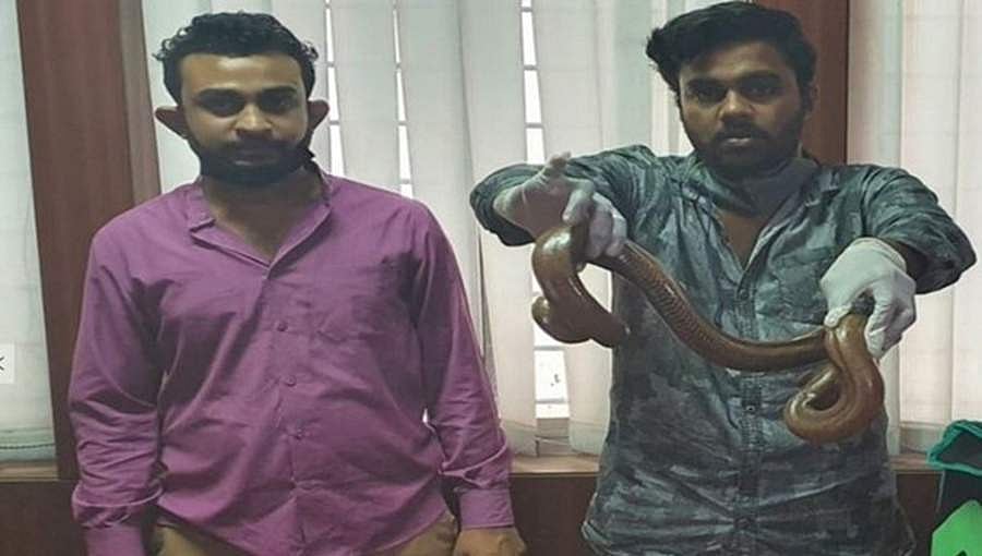 ಡೆಲಿವರಿ ಬಾಯ್ಸ್ ವೇಷದಲ್ಲಿ 2 ತಲೆ ಹಾವು ಮಾರಾಟಕ್ಕೆ ಯತ್ನಿಸಿದವರು ಸಿಸಿಬಿ ಬಲೆಗೆ