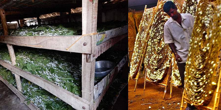 ಲಾಕ್ ಡೌನ್ ಎಫೆಕ್ಟ್; ಧಾರಣೆ ಕುಸಿತ, ಸಂಕಷ್ಟದಲ್ಲಿ ರೇಷ್ಮೆ ಬೆಳೆಗಾರ