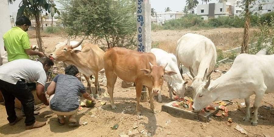 ಗಂಗಾವತಿ: ಮೂಕ ಪ್ರಾಣಿಗಳಿಗೆ ಯುವಕರಿಂದ ಆಹಾರ, ಒಂದೇ ದಿನ 1300 ಕೆಜಿ ಕಲ್ಲಂಗಡಿ ಖರೀದಿ!