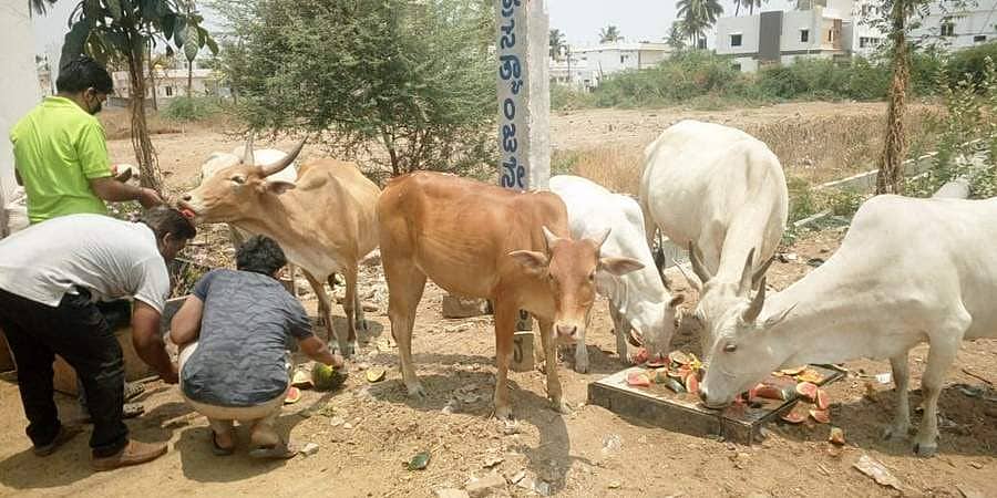 ಗಂಗಾವತಿ: ಮೂಕ ಪ್ರಾಣಿಗಳಿಗೆ ಯುವಕರಿಂದ ಆಹಾರ, ಒಂದೇ ದಿನ 1300 ಕೆಜಿ ಕಲ್ಲಂಗಡಿ ಖರೀದಿ!