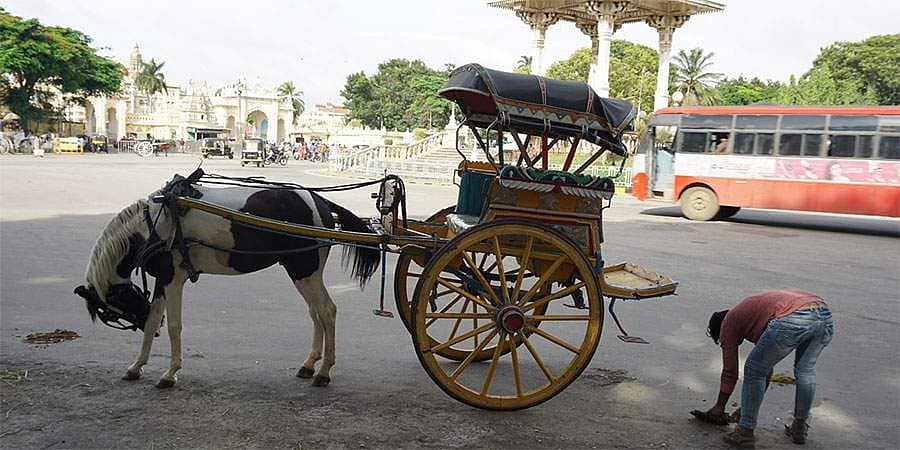 ಲಾಕ್ ಡೌನ್ ಎಫೆಕ್ಟ್: ಸಂಪಾದನೆ ಇಲ್ಲ, ಕುದುರೆಗಳಿಗಾದರೂ ಆಹಾರ ನೀಡಿ; ಮೈಸೂರು ಟಾಂಗಾವಾಲಾಗಳ ಮನವಿ