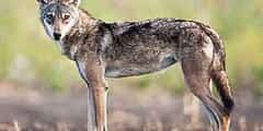 ಚಾಮರಾಜನಗರದಲ್ಲಿ ಕಾಣಿಸಿಕೊಂಡ ಅತ್ಯಪರೂಪದ ಬೂದು ಬಣ್ಣದ ತೋಳ
