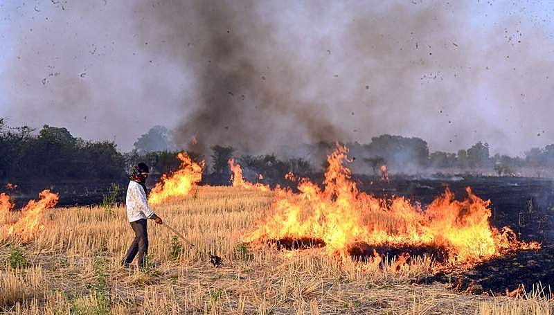 ಮಿಡತೆಗಳು