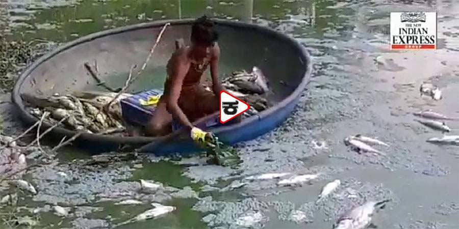 ಬೆಂಗಳೂರು: ಕೊಮ್ಮಘಟ್ಟ ಕೆರೆಯಲ್ಲಿ ಟನ್ ಗಟ್ಟಲೆ ಸತ್ತ ಮೀನುಗಳ ರಾಶಿ!