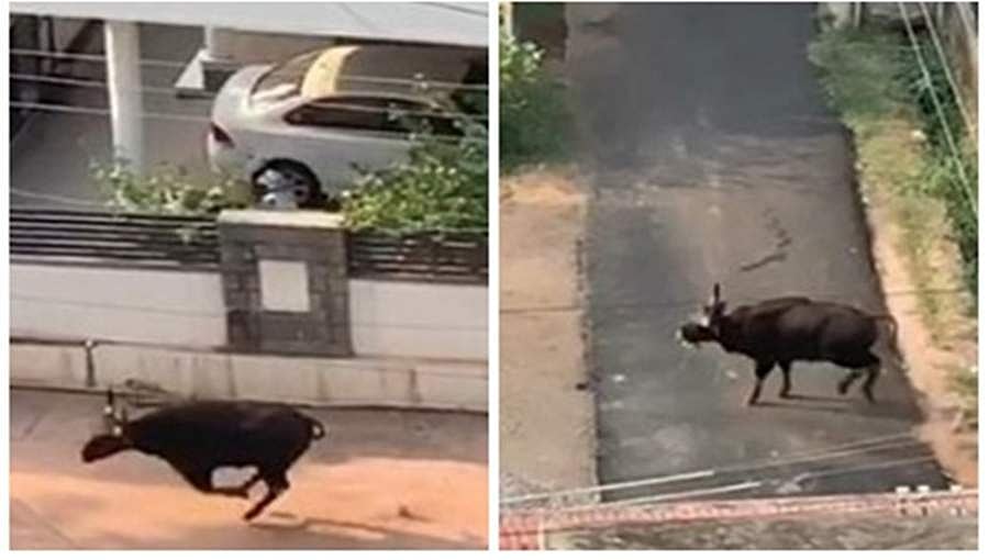 ಮಂಗಳೂರಿನಲ್ಲಿ ರಸ್ತೆಗಿಳಿದ ಕಾಡುಕೋಣ, ಸಾರ್ವಜನಿಕರಲ್ಲಿ ತಳಮಳ