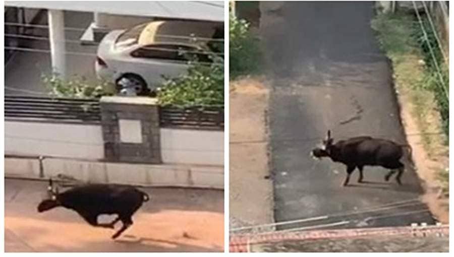 ಮಂಗಳೂರಿನಲ್ಲಿ ರಸ್ತೆಗಿಳಿದ ಕಾಡುಕೋಣ, ಸಾರ್ವಜನಿಕರಲ್ಲಿ ತಳಮಳ