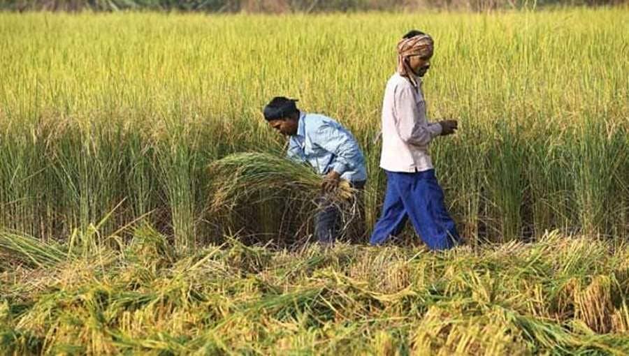2020-21ನೇ ಸಾಲಿನ ಹಿಂಗಾರು ಬೆಳೆಗಳಿಗೆ ಕನಿಷ್ಠ ಬೆಂಬಲ ಬೆಲೆ ಹೆಚ್ಚಿಸಲು ಸಚಿವ ಸಂಪುಟ ಸಮಿತಿ ಅನುಮೋದನೆ