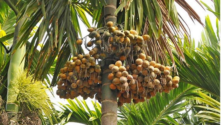 ಅಡಿಕೆ ಬೆಳೆಗಾರರಿಗೆ ಸುಗ್ಗಿಯ ಸಮಯ: ಬಂಪರ್ ಬೆಲೆ, ಕೆಜಿ ಗೆ 300 ರೂ.