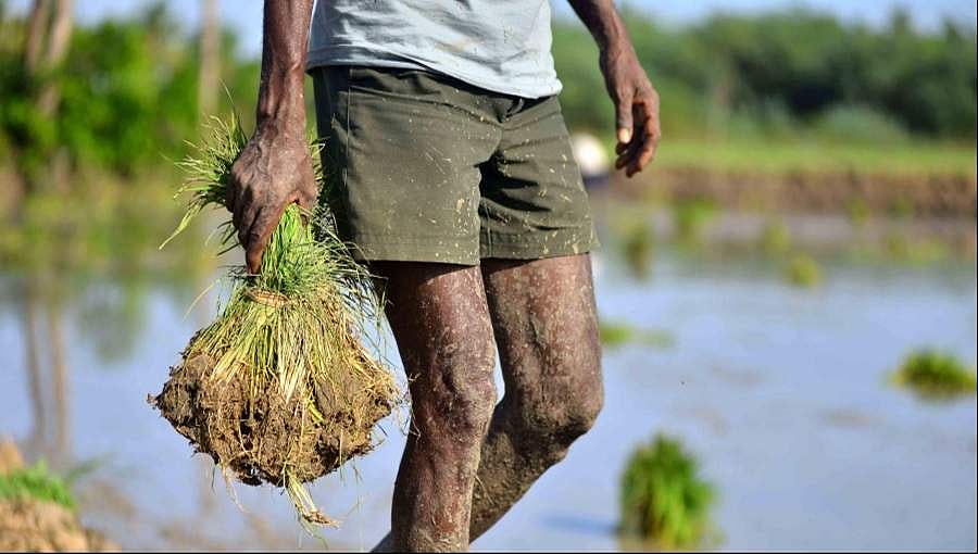 ಕೊರೋನಾ ಎಫೆಕ್ಟ್: 'ರೈತರು ಬೇಕಾಗಿದ್ದಾರೆ'; ಕೃಷಿ ಕ್ಷೇತ್ರದತ್ತ ಹೊರಳುತ್ತಿದೆ ಜನರ ಆಸಕ್ತಿ!