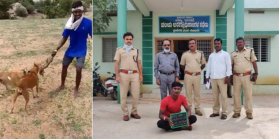 ನಾಯಿಗಳ ಮೂಲಕ ಉಡ ಬೇಟೆ, ವೈರಲ್ ಆಯ್ತು ವಿಕೃತಿ, ಯುವಕ ಜೈಲು ಪಾಲು!
