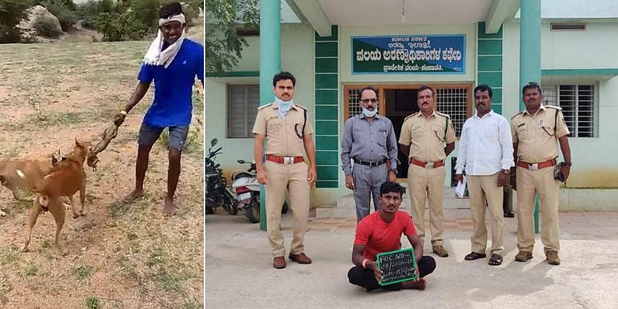 ನಾಯಿಗಳ ಮೂಲಕ ಉಡ ಬೇಟೆ, ವೈರಲ್ ಆಯ್ತು ವಿಕೃತಿ, ಯುವಕ ಜೈಲು ಪಾಲು!