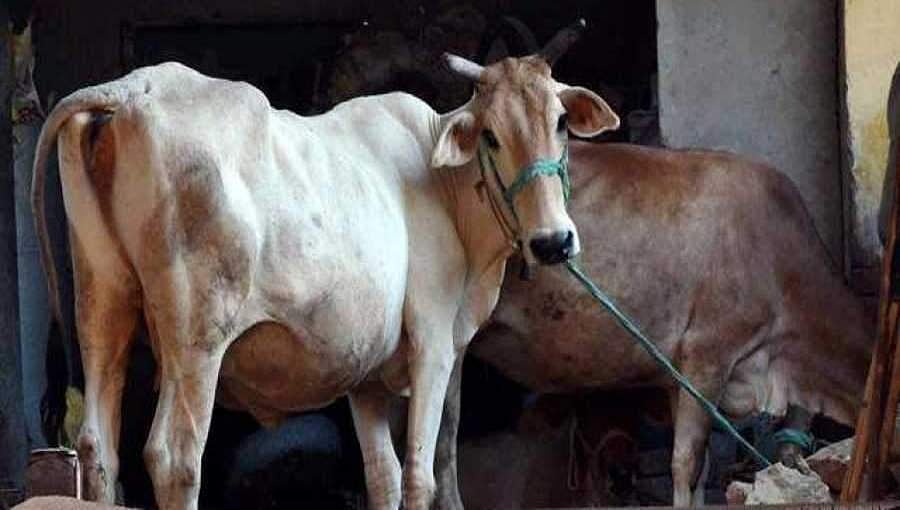 ಗೋಮಾತೆ, ಗಂಗಾನದಿ, ಭಗವದ್ಗೀತೆಯಿಂದ ಭಾರತ ವಿಶ್ವ ಗುರುವಾಗಿದೆ:ಉ.ಪ್ರ ಸಚಿವ ಲಕ್ಷ್ಮೀ ನಾರಾಯಣ್ ಚೌಧರಿ