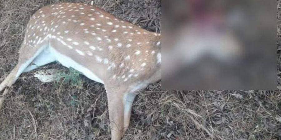 ಮಂಗಳೂರು: ಬೀದಿ ನಾಯಿಗಳ ದಾಳಿಗೆ 10 ಜಿಂಕೆ ಬಲಿ