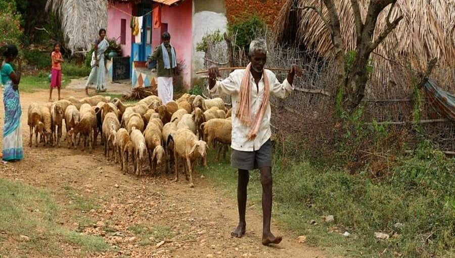ತುಮಕೂರು: ಕುರಿಗಾಹಿಗೆ ಕೊರೋನಾ ಸೋಂಕು; 50 ಕುರಿಗಳಿಗೂ ಗಂಟಲು ಪರೀಕ್ಷೆ