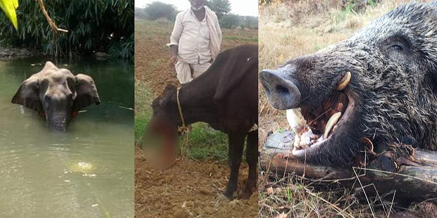 ಕೇರಳದ ಆನೆ ಸಾವು ಬೆನ್ನಲ್ಲೇ ಬಹಿರಂಗವಾಯ್ತು ಕಳ್ಳ ಬೇಟೆಗಾರರ ಅಮಾನವೀಯತೆ!