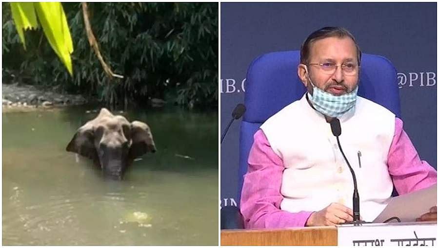 ಕಾಡಾನೆ ಸಾವು ಪ್ರಕರಣ ತನಿಖೆಗೆ ಆದೇಶಿಸಿದ ಕೇರಳ ಸರ್ಕಾರ: ವರದಿ ಕೇಳಿದ ಕೇಂದ್ರ ಸರ್ಕಾರ