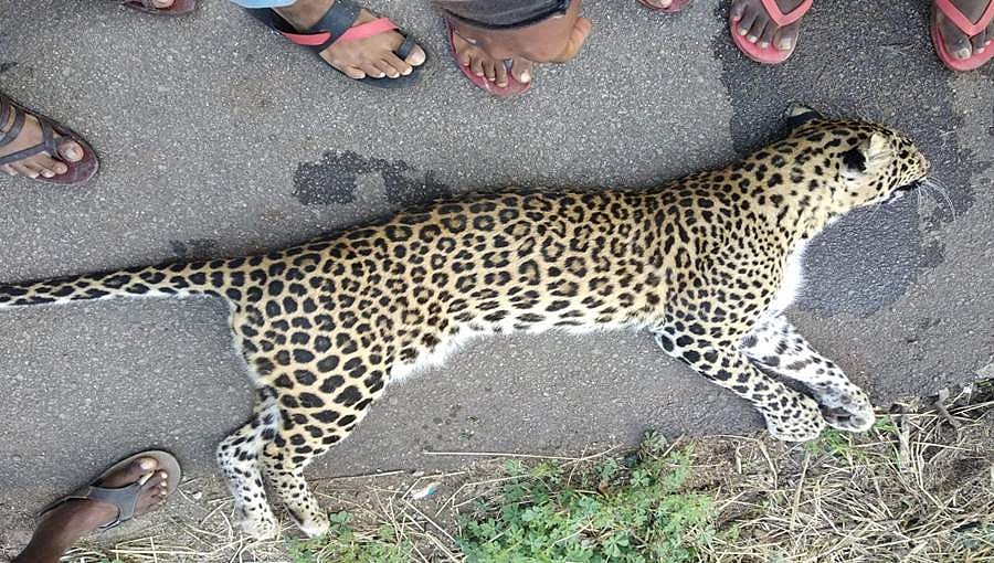 ಕೊಪ್ಪಳ: ರಸ್ತೆ ದಾಟುತ್ತಿದ್ದಾಗ ಅಪರಿಚಿತ ವಾಹನ ಡಿಕ್ಕಿ, ಹೆಣ್ಣು ಚಿರತೆ ಸ್ಥಳದಲ್ಲೇ ಸಾವು