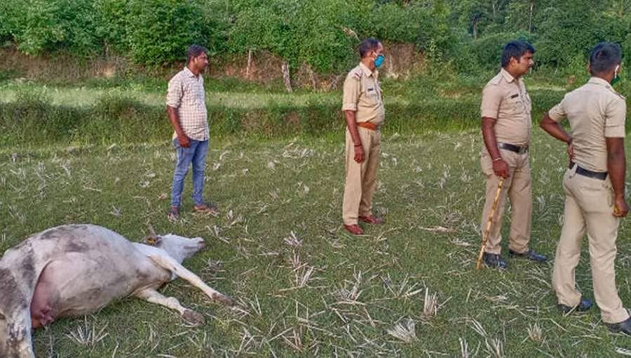 ಚಿಕ್ಕಮಗಳೂರು: ಹಲಸಿನ ಹಣ್ಣಿಗೆ ವಿಷ ಹಾಕಿ ಮೂರು ಹಸುಗಳ ಹತ್ಯೆ