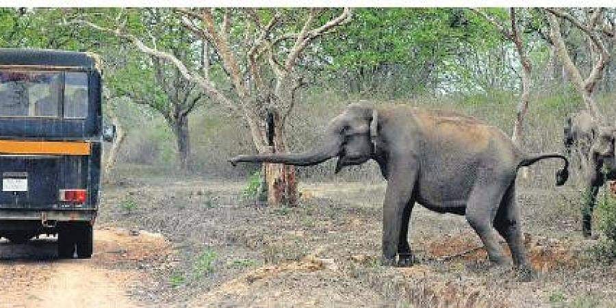 ಕೊರೋನಾ ಎಫೆಕ್ಟ್: ಅರಣ್ಯ ಪ್ರದೇಶ, ಸಫಾರಿಗಳಿಂದ ಪ್ರವಾಸಿಗರನ್ನು ಮತ್ತೆ ದೂರವಿಟ್ಟ ಅಧಿಕಾರಿಗಳು!