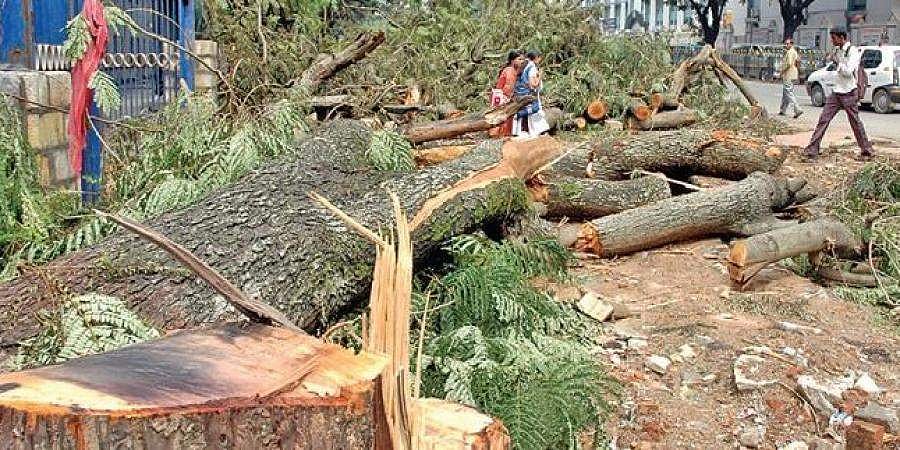 ಒಆರ್ ಆರ್ ಯೋಜನೆಯಿಂದ 8,500 ಮರಗಳಿಗೆ ಕುತ್ತು: ವರದಿ